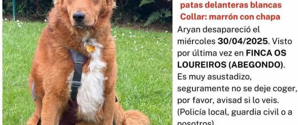 ¡Se busca a Aryan! Un perro perdido en Abegondo ¡Se busca a Aryan! Un perro perdido en Abegondo